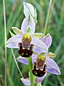 OPHRYS APIFERA,  BEE ORCHID,  NATIVE ORCHID