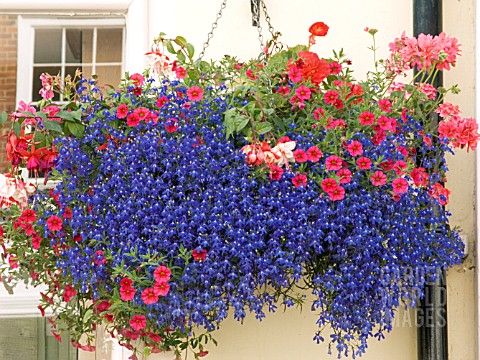 HANGING_BASKET_WITH_LOBELIA__CALIBRACHOA_AND_PELARGONIUM