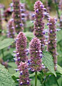 AGASTACHE ANISATA,  ANISEED SCENTED