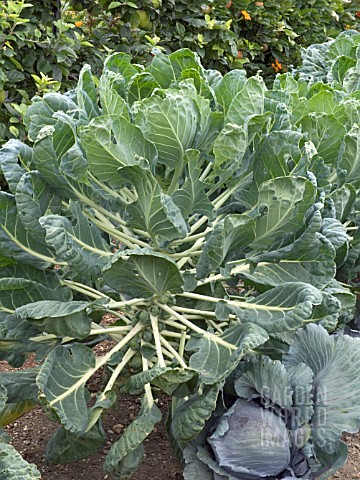 BRASSICA_OLERACEA_BOTRYTIS__BRUSSELS_SPROUT_SPROUT_REVENGE
