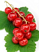 REDCURRANT RED LAKE (RIBES RUBRUM)