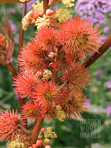 RICINUS_COMMUNIS_IMPALA__CASTOR_OIL_PLANT