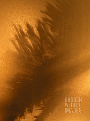 LIGHT_AND_SHADOW_EFFECT_ON_PICEA