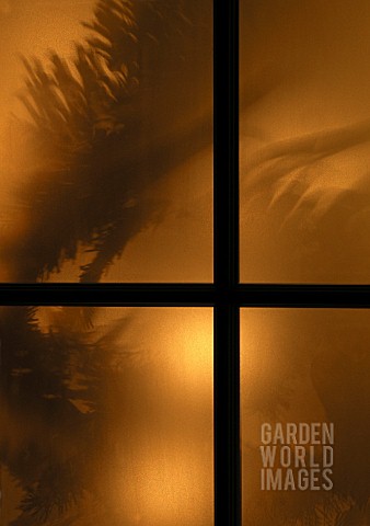 LIGHT_AND_SHADOW_EFFECT_ON_PICEA_THROUGH_WINDOW