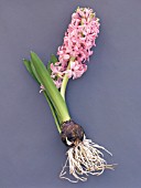 HYACINTHUS ORIENTALIS,  PINK PEARL,  HYACINTH WITH ROOTS