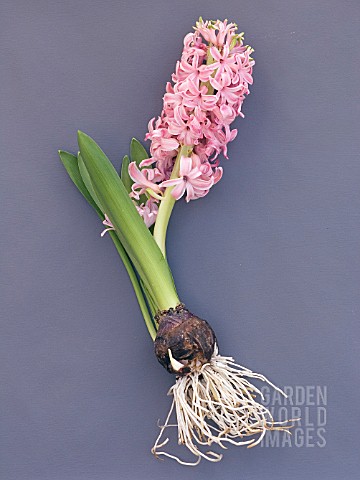 HYACINTHUS_ORIENTALIS__PINK_PEARL__HYACINTH_WITH_ROOTS