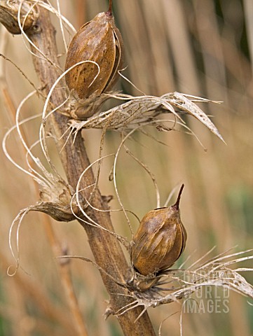 ACANTHUS_MOLLIS_SEED_PODS