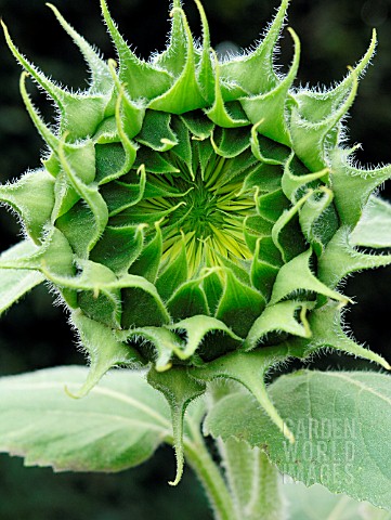 SUNFLOWER_BUD_TO_FLOWER_SERIES_DAY2_OF_8