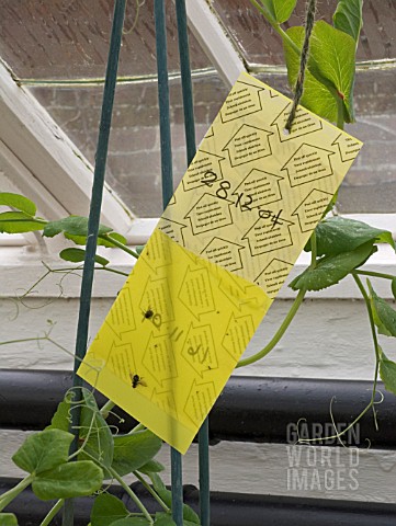 STICKY_TRAP_FOR_PEST_MANAGEMENT_IN_GREENHOUSE