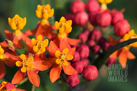 ASCLEPIAS_RED_BUTTERFLY