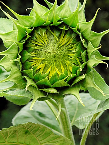 SUNFLOWER_BUD_TO_FLOWER_SERIES_DAY3_OF_8