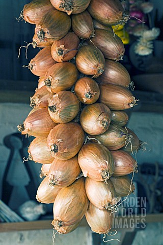 ALLIUM_ASCALONICUM_SHALLOTS_FOR_WINTER_STORAGE_IN_POTTING_SHED_OCTOBER