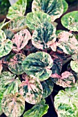 PEPEROMIA  CAPERATA PINK LADY, TENDER POT PLANT, OCTOBER