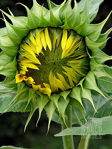 SUNFLOWER_BUD_TO_FLOWER_SERIES_DAY5_OF_8