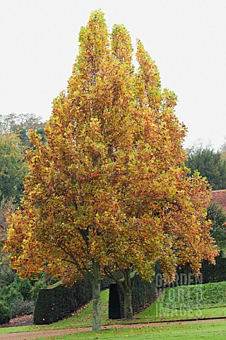 LIRIODENDRON_TULIPIFERA_FASTIGIATUM_UPRIGHT_TULIP_TREE