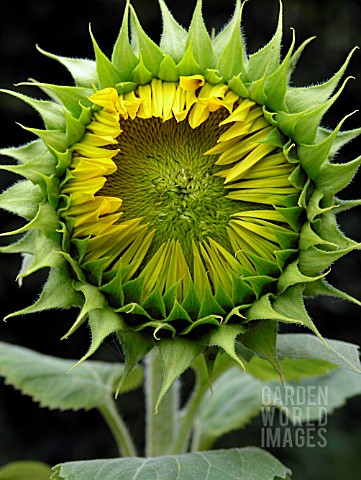 SUNFLOWER_BUD_TO_FLOWER_SERIES_DAY6_OF_8