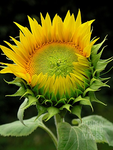 SUNFLOWER_BUD_TO_FLOWER_SERIES_DAY7_OF_8