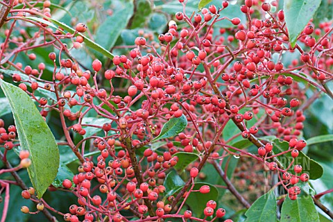 PHOTINIA_X_FRASERI_RED_ROBIN__FRUITS__NOVEMBER