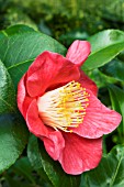 CAMELLIA JAPONICA,  SINGLE RED,  JANUARY