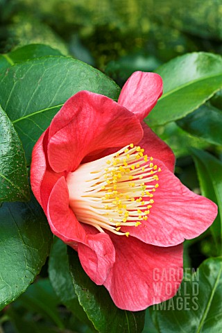 CAMELLIA_JAPONICA__SINGLE_RED__JANUARY