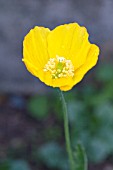 MECONOPSIS CANTABRICA, WELSH POPPY, HARDY BIENNIAL, APRIL
