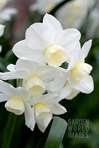 NARCISSUS_SILVER_CHIMES