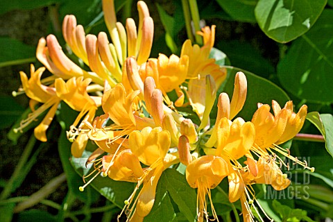 LONICERA_X_TELLMANNIANA