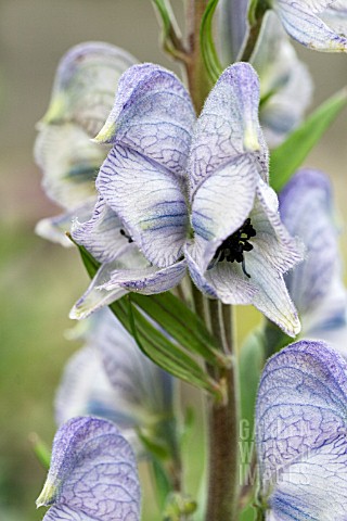 ACONITUM_STAINLESS_STEEL_HARDY_PERENNIAL_JUNE