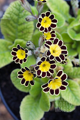 PRIMULA_GOLD_LACED_GROUP