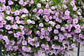 CALIBRACHOA CAN CAN ROSIES LIGHT PINK DOUBLE