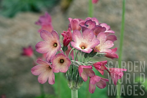 PRIMULA_SIKKIMENSIS_RED_FORM