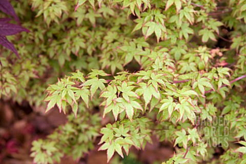 ACER_PALMATUM_LITTLE_PRINCESS