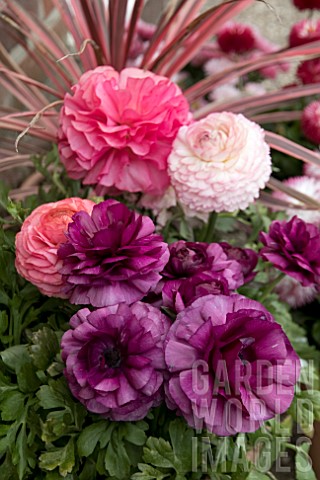 RANUNCULUS_ACCOLADE_IN_A_MIXED_CONTAINER