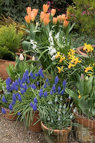 SPRING_BULB_CONTAINERS