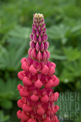 LUPINUS_BEEFEATER