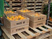 ORANGES IN CRATES IN THE WORLD VISION GARDEN DESIGNED BY JOHN WARLAND