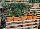 POTTED TOMATOES ON CRATES IN THE WORLD VISION GARDEN DESIGNED BY JOHN WARLAND