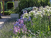AGAPANTHUS WHITE HEAVEN AND BLUE STORM ON THE JUST RETIREMENT GARDEN DESIGNED BY JACK DUNCKLEY