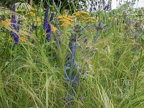 ACHILLEA_TERRACOTTA__ROSA_RHAPSODY_IN_BLUE__AGAPANTHUS__KNIPHOFIA__ECHINOPS_RITRO_VEITCHS_BLUE_AND_G