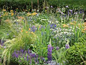 ACHILLEA TERRACOTTA  ROSA RHAPSODY IN BLUE  AGAPANTHUS  KNIPHOFIA  ECHINOPS RITRO VEITCHS BLUE AND GRASSES