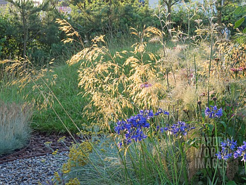 BACKLIT_GRASS_AND_AGAPANTHUS