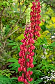 LUPINUS RED FLAME