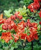 RHODODENDRON GIBRALTAR (AGM), (AZALEA GIBRALTAR)