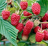 RUBUS IDAEUS GLEN COVA, (RASPBERRY GLEN COVA)