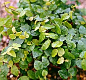 FICUS PUMILA