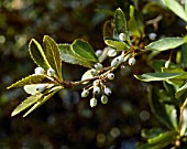 BERBERIS PRUINOSA