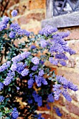 CEANOTHUS SOUTHMEAD