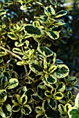 COPROSMA REPENS MARBLE QUEEN