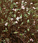 VIBURNUM FARRERI NANUM