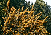 BERBERIS LINEARIFOLIA